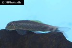 garra species burmanicus garra species burmanicus