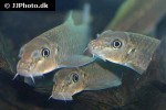 garra species burmanicus garra species burmanicus