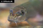 garra species burmanicus garra species burmanicus