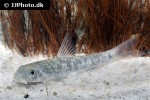 garra species sunset goldscale garra species sunset goldscale
