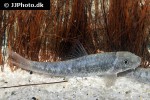 garra species sunset goldscale garra species sunset goldscale
