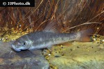 garra species sunset goldscale garra species sunset goldscale