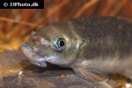 garra species sunset goldscale garra species sunset goldscale