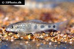 garra spilota garra spilota