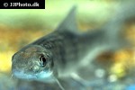 garra spilota garra spilota