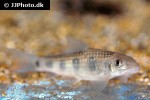 garra spilota garra spilota
