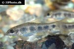 garra spilota garra spilota