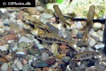 garra spilota garra spilota