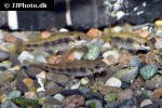 garra spilota garra spilota