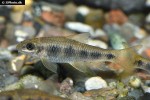 garra spilota garra spilota