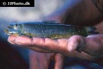 garra stenorhynchus garra stenorhynchus
