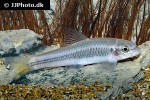 garra vittatula garra vittatula