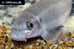 garra vittatula garra vittatula
