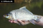labeo barbatulus labeo barbatulus