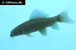 labeo chrysophekadion labeo chrysophekadion