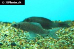 labeo chrysophekadion labeo chrysophekadion