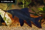 labeo chrysophekadion labeo chrysophekadion