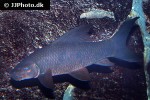 labeo chrysophekadion labeo chrysophekadion