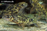 labeo cyclorhynchus labeo cyclorhynchus