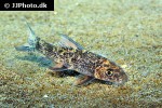 labeo cyclorhynchus labeo cyclorhynchus
