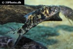 labeo cyclorhynchus labeo cyclorhynchus