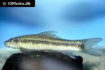 labeo cylindricus labeo cylindricus