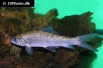 labeo gonius labeo gonius
