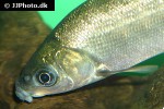 labeo gonius labeo gonius