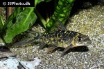 labeo rubropunctatus labeo rubropunctatus