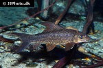 labeo rubropunctatus labeo rubropunctatus