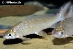 labiobarbus fasciatus labiobarbus fasciatus