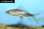 labiobarbus lineatus labiobarbus lineatus