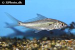 labiobarbus ocellatus labiobarbus ocellatus