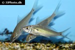 labiobarbus ocellatus labiobarbus ocellatus