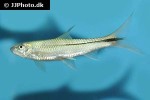 lobocheilos rhabdoura lobocheilos rhabdoura