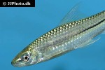 lobocheilos rhabdoura lobocheilos rhabdoura