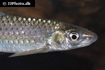 lobocheilos rhabdoura lobocheilos rhabdoura
