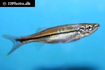 luciosoma bleekeri luciosoma bleekeri