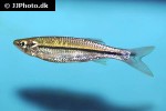 luciosoma bleekeri luciosoma bleekeri