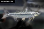 luciosoma bleekeri luciosoma bleekeri