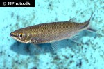 luciosoma spilopleura luciosoma spilopleura