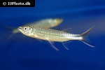 luciosoma spilopleura luciosoma spilopleura
