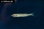 luciosoma spilopleura luciosoma spilopleura