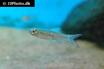 luciosoma spilopleura luciosoma spilopleura