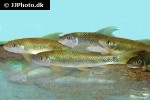 mekongina erythrospila mekongina erythrospila