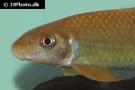 mekongina erythrospila mekongina erythrospila
