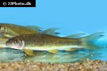 mekongina erythrospila mekongina erythrospila