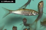 osteochilus cf triporus osteochilus cf triporus
