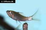 osteochilus cf triporus osteochilus cf triporus