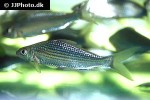 osteochilus hasseltii osteochilus hasseltii